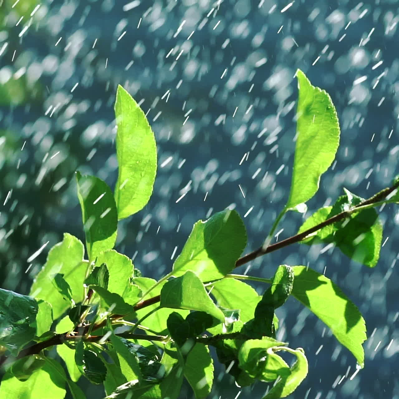 Agricultural Sprinkler. Automatic irrigation system for plants and lawns. Slow motion.