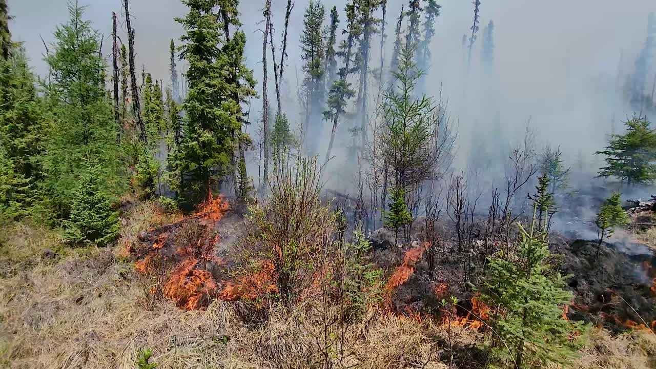 캐나다 알베르타 의 숲 에서 불꽃 과 회색 연기가  ⁇ 아오르고 있는 산불 이 나무 를 태우고 있다