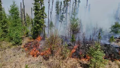 incendios forestales que queman árboles en un bosque, con llamas y humo gris subiendo, en alberta, canadá