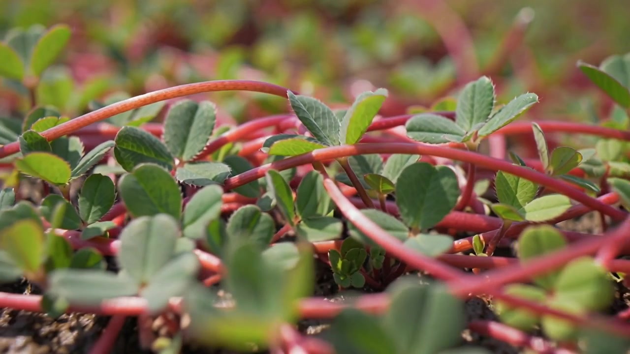 Camera pulling back revealing plant mat on damp garden soil, showing red runners, leaflets and dew