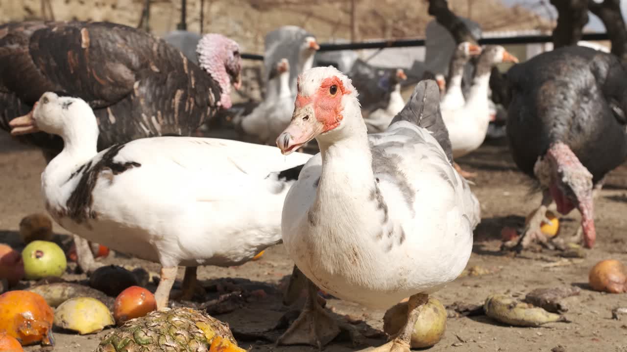 Anatra muta in piedi tra tacchini e anatre.