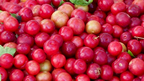 ripe small plums in bucket with more plums being added