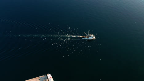 scenic view of traveling fishing boat surrounded by wild seabirds at blue sea near rovinj port in istria, croatia