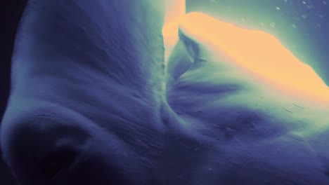 enorme manta raya alimentándose de plancton por la noche con luz brillante, isla grande de hawaii