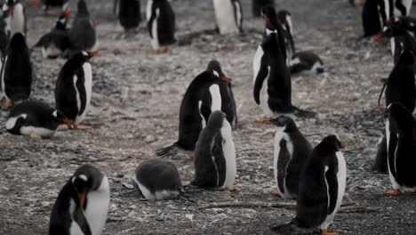 a colony of gentoo penguins in isla martillo, tierra del fuego, argentina - close up