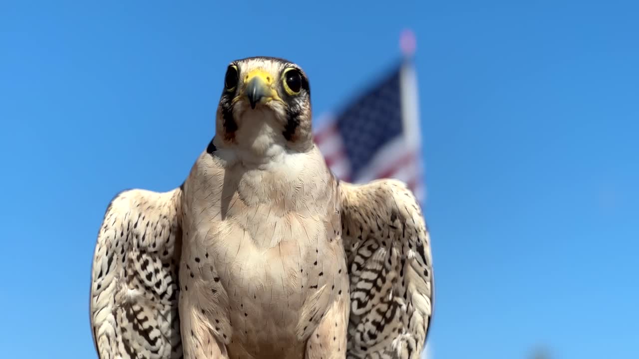 Bellissimo falco (uccello rapace) isolato su uno sfondo di cielo blu. Bandiera patriottica degli USA che sventola sullo sfondo.
