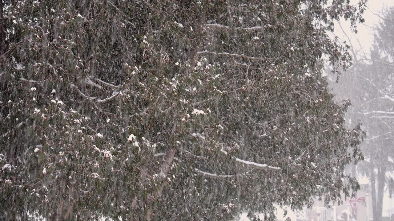 Snow falls from the sky and sticks to the branches of trees and ground in a neighborhood. The surroundings show white snow covering everything around