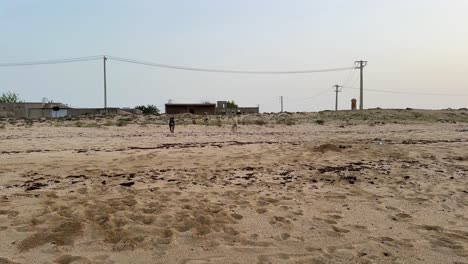 imágenes impactantes revelan un grupo de perros peligrosos invadiendo la playa de conservación de tortugas. sea testigo de la amenaza a las criaturas en peligro de extinción. aprenda sobre los esfuerzos urgentes para proteger a las tortugas.