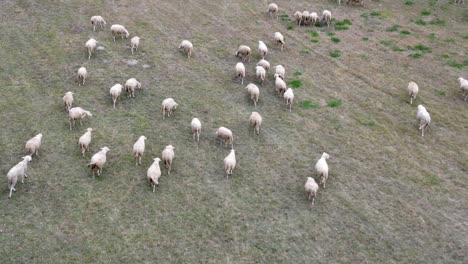 Tilt-up-shot-on-flock-of-sheep-walking-in-a-countryside-field
