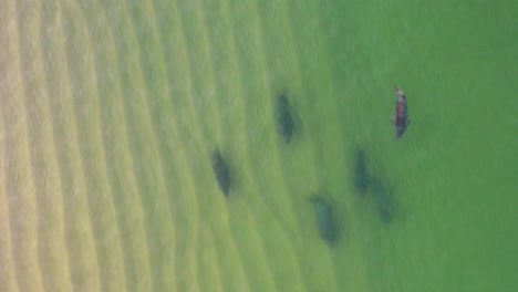 tracking shot of six seals swimming down the coast in a shallow green sea