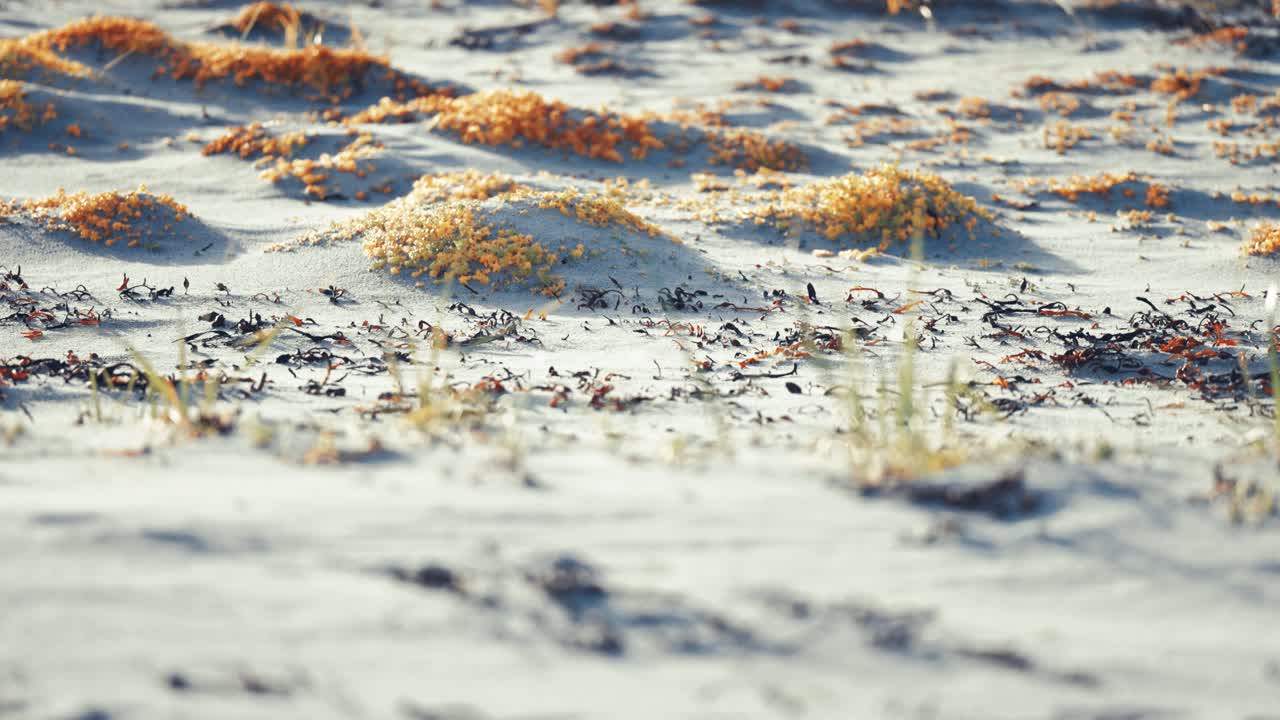 건조한 해조류와 소형 수박 같은 식물로 인 모래 해변