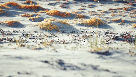 Sandy-beach-covered-with-dry-seaweed-and-miniature-succulent-like-plants