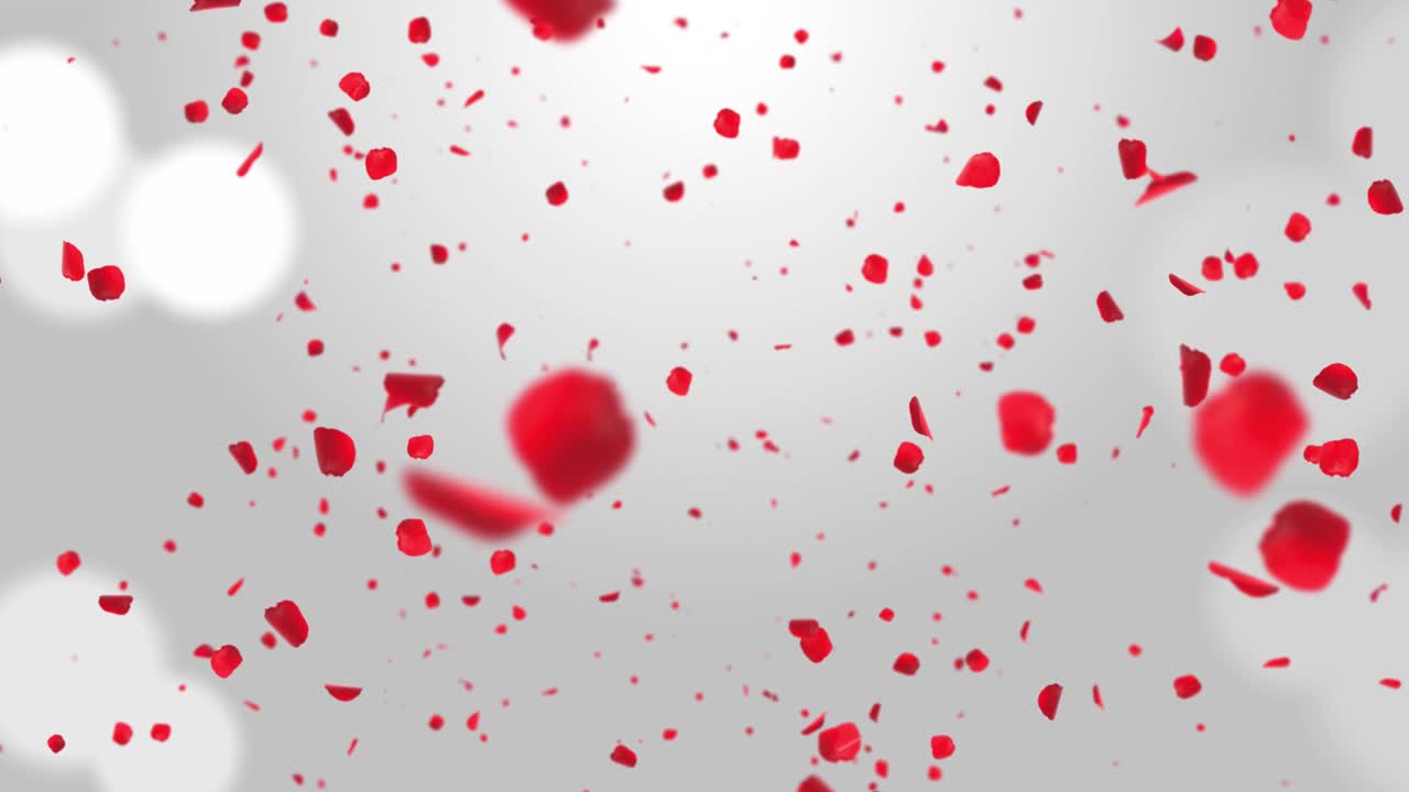 Pink romantic falling petals sakura or cherry loop 4k spring blossom green screen funeral wedding