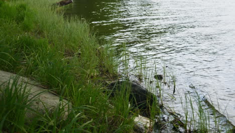 waves moves to the lake end with grass