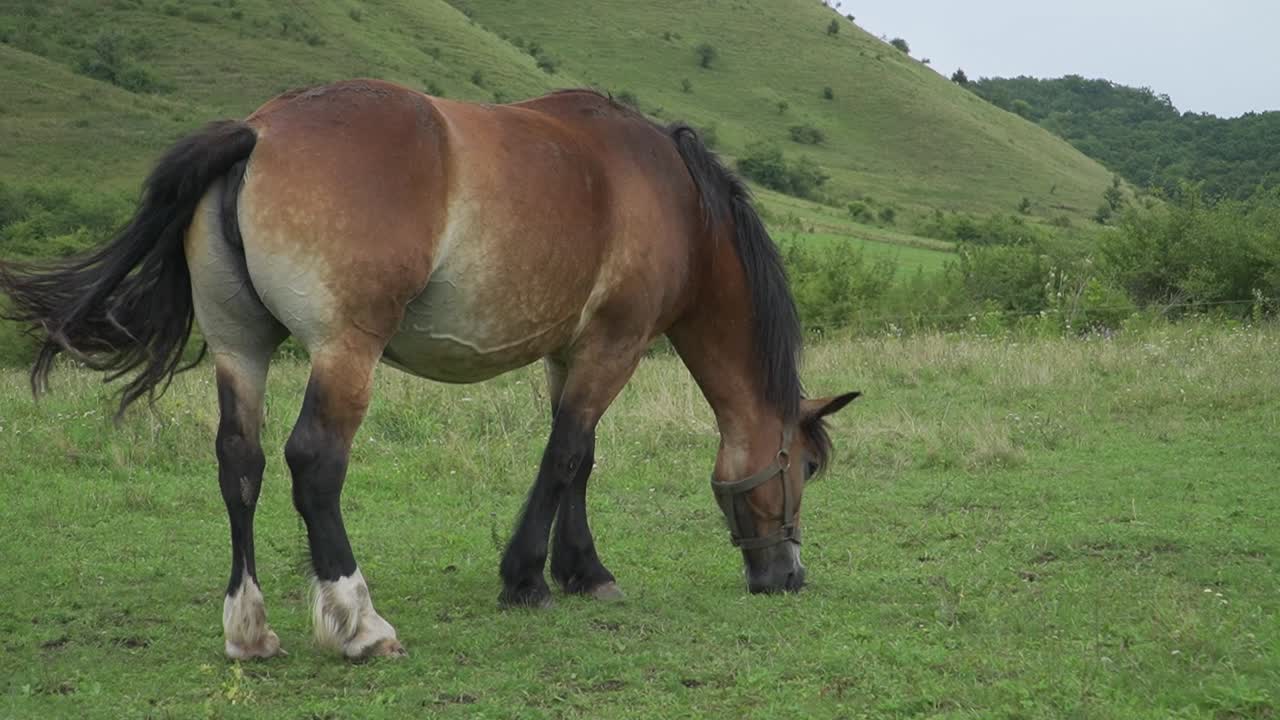 Brown Mare Horse Grazing Grass In The Grassy Meadow, Side View