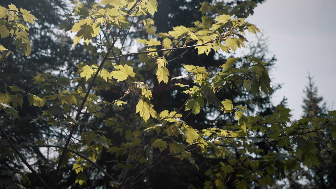 A shot of summer leaves in the mountains sun shinning at them, conifers and sky with thin cloud cover in background
