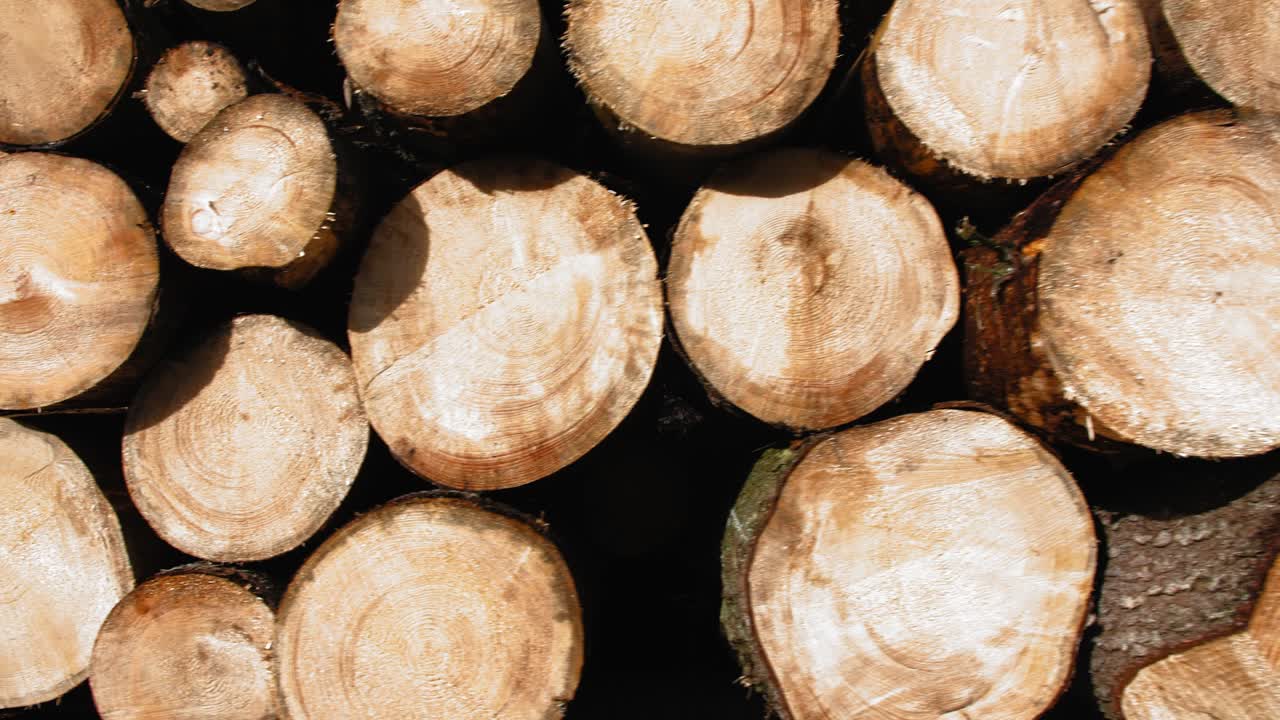 Stack of Sawed Tree Trunks in the Forest