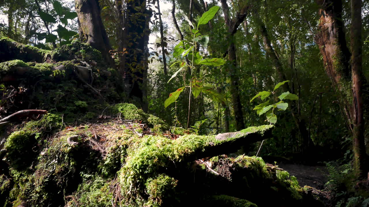 troncos de árboles cubiertos de musgo rural en la selva profunda durante la luz del sol en nueva zelanda