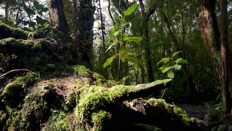 rural mossy tree trunks in deep jungle during sunlight in new zealand