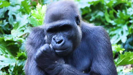 gorilla eating a branch in a leafy environment