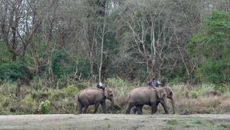 chitwan, nepal - february 4, 2022: some domesticated elephants going into the jungle to work