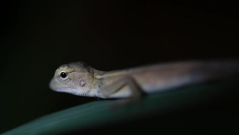 The-Oriental-Garden-Lizard-is-also-called-the-Eastern-Garden-Lizard,-Bloodsucker-and-Changeable-Lizard