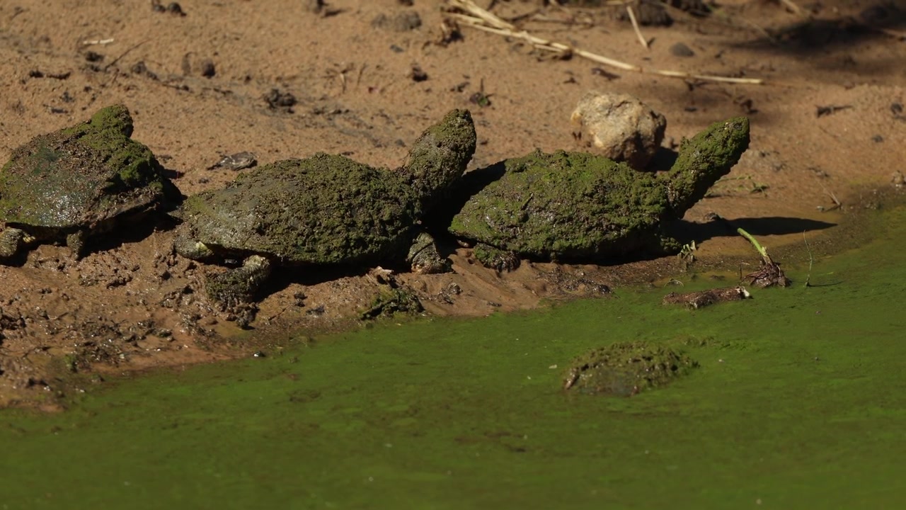 Three freshwater terrapins laying and walking in the sand next to the water's edge, sun basking on a sunny day. Filmed in Mkhuze Game Reserve, South Africa.