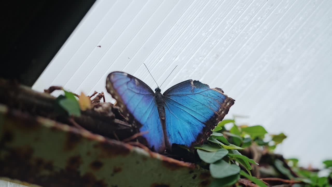 Rare Morpho butterfly showing vibrant blue wings, indoor greenhouse, slow motion