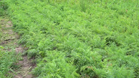 Vibrantes-Plantas-De-Zanahoria-En-Etapa-Temprana-De-Crecimiento-En-Un-Día-Nublado,-Primer-Plano