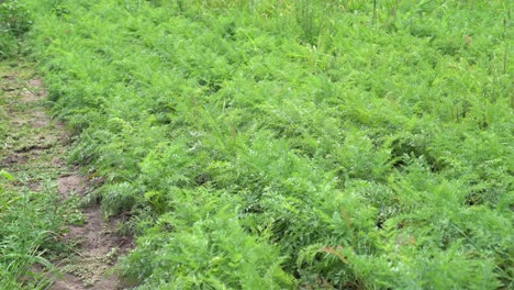 plantas de zanahorias vibrantes en la etapa temprana de crecimiento en un día nublado, primer plano