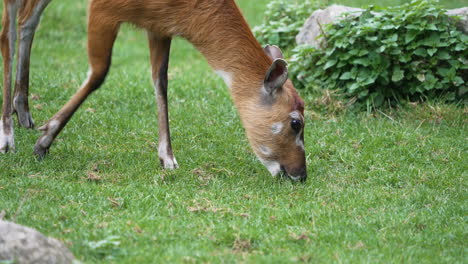 Süße-Gazelle,-Die-Grasdetail-Isst