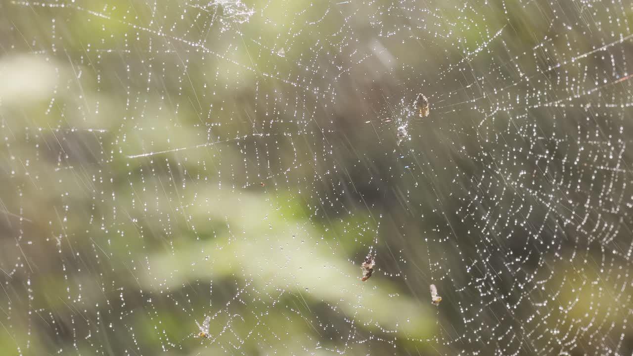 거미줄 위의 비방울, 작은 비방울 속의 거미줄.
