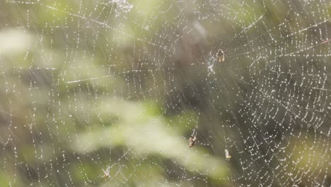gotas de lluvia en la telaraña, telarañas en pequeñas gotas de lluvia.