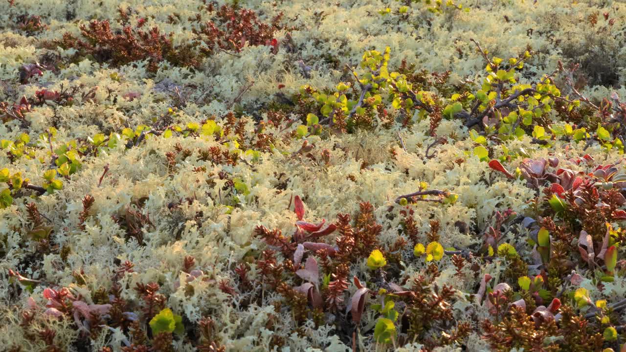 cladonia rangiferina, también conocida como liquen de copa de renos.