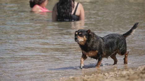 Small-black-dog-walking-along-the-shoreline-at-the-beach-wagging-its-tail-on-a-sunny-day