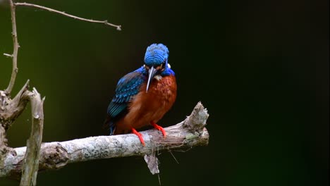 el martín pescador de orejas azules es un pequeño martín pescador que se encuentra en tailandia y es buscado por los fotógrafos de aves debido a sus hermosas orejas azules, ya que es una pequeña, linda y esponjosa bola de plumas azules de un pájaro