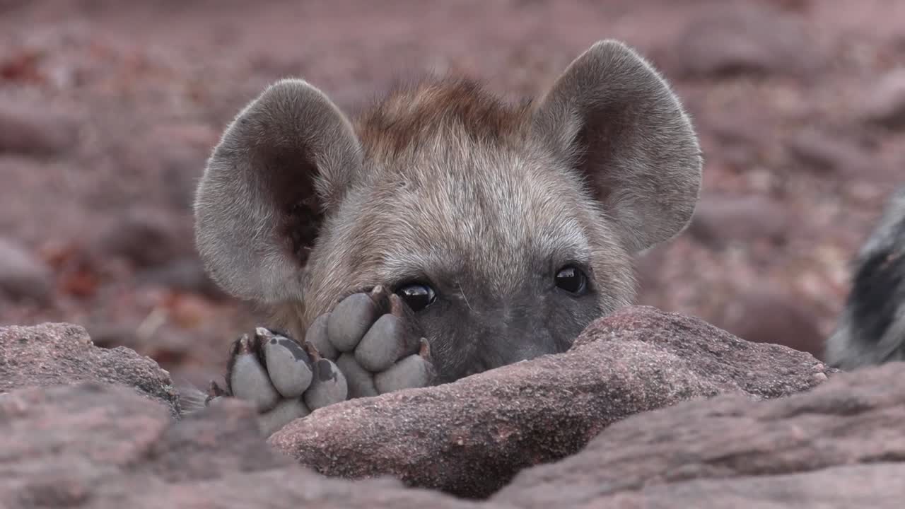 바위 위로 엿보는 귀여운 점박이 하이에나 새끼의 얼굴 클로즈업, 마샤투 보츠와나