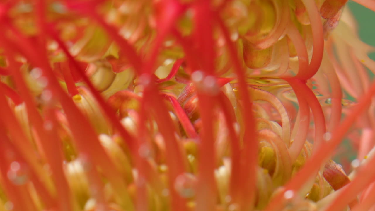 핀쿠션 프로테아 꽃의 클로즈업