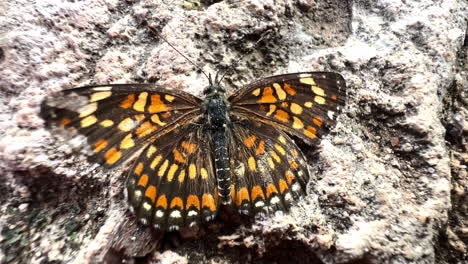 Mariposa-Monarca-Colorida-En-La-Roca,-Primer-Plano-De-Un-Hermoso-Insecto-Vivo-Que-Mueve-Alas-De-Patrón-Ligeramente-Coloreadas,-Amarillo-Anaranjado-Y-Elegante-Adorno-Multicolor-Dorado