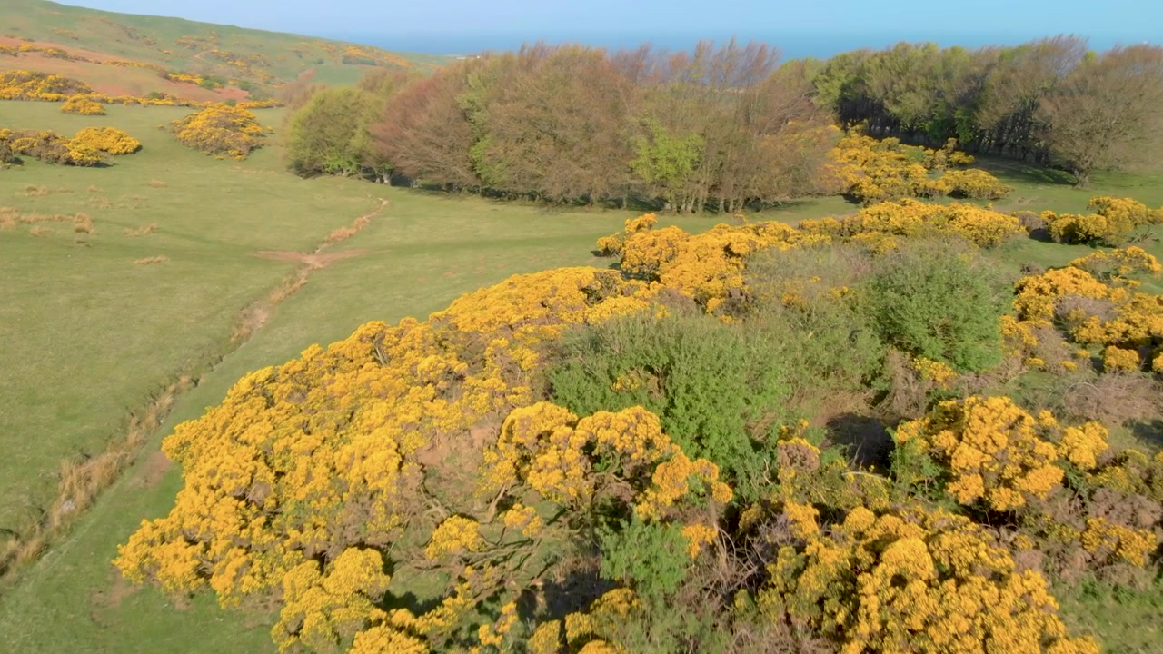 Densa ginestra dorata in piena fioritura si estende su un pendio costiero dell'Ayrshire.