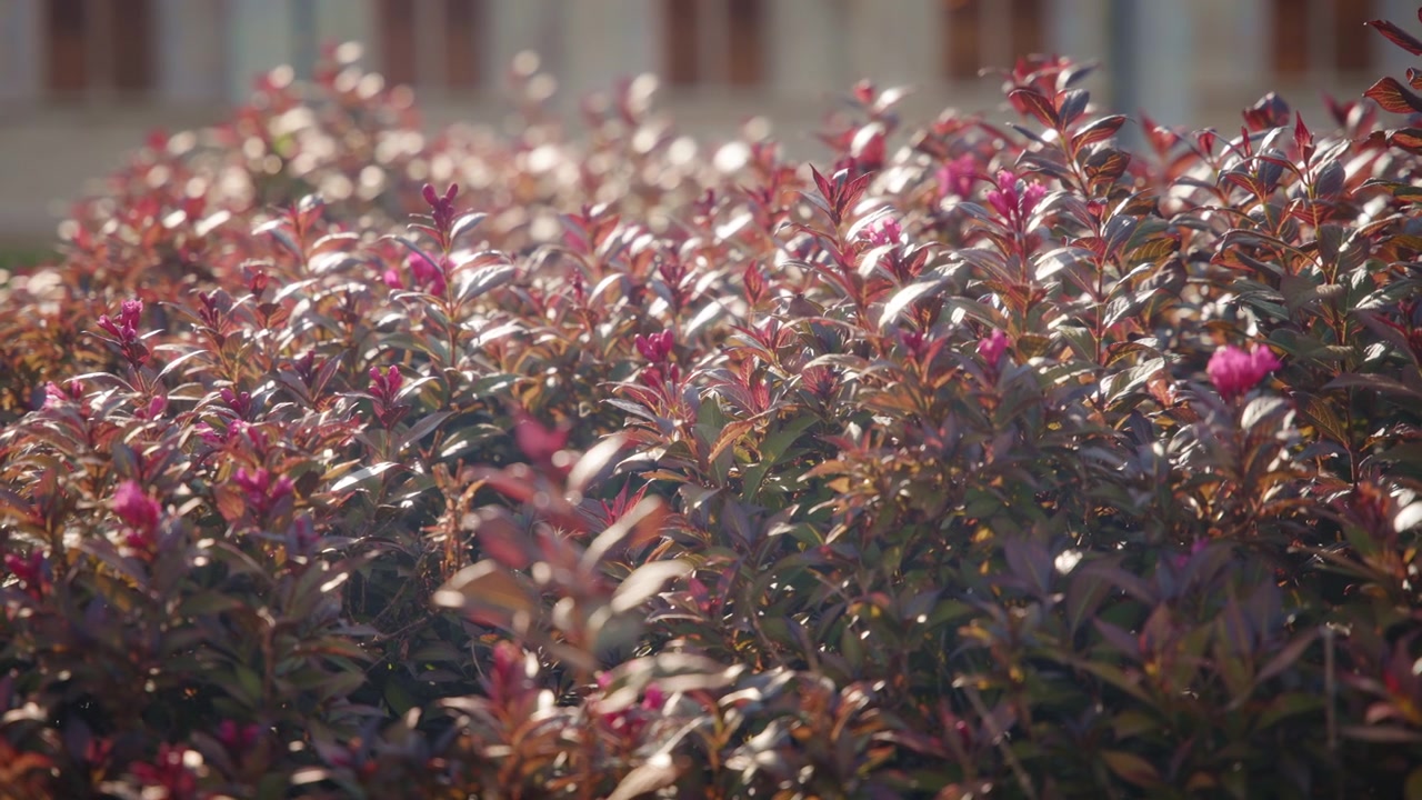 Purple-red flowers blooming outside
