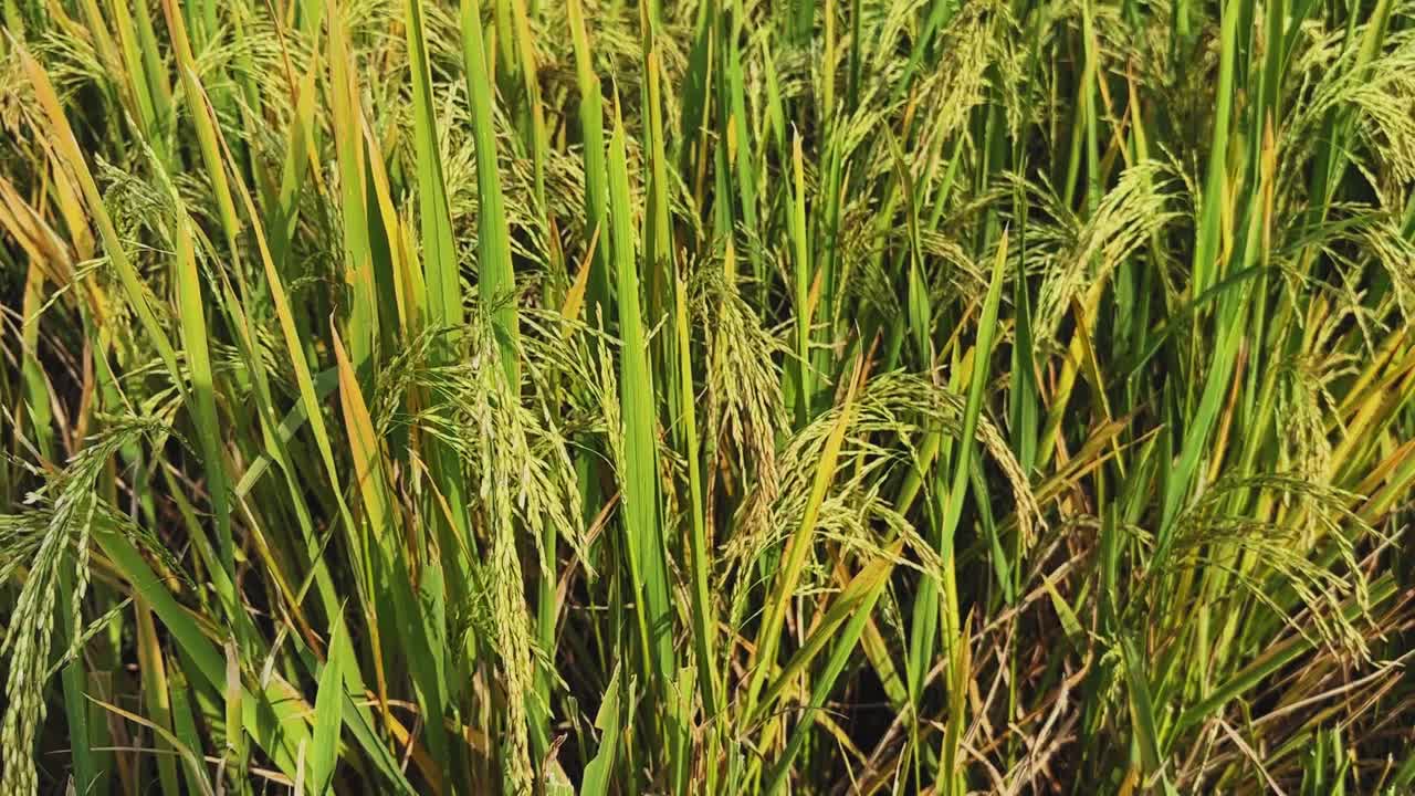 Golden rice heads bend and sway gently among tall green stalks, capturing the calm rhythm of a ripening paddy glowing in warm evening sunlight