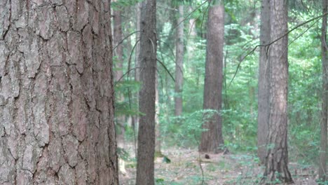 some oid big fir trees in the forest