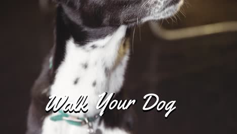 Animation-of-walk-your-dog-text-in-white,-over-black-and-white-pet-dog-looking-up