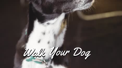 animación de pasear a su perro texto en blanco, sobre negro y blanco perro mascota mirando hacia arriba