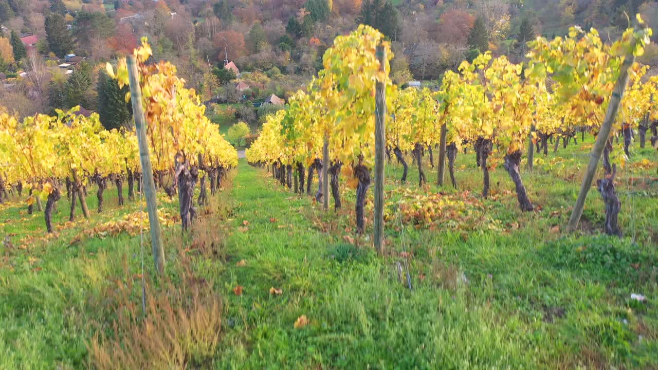 독일 슈투트가르트에서 4k의 아름다운 색상과 계곡으로 가을 동안 포도원 위로 공중 드론이 내려옵니다.