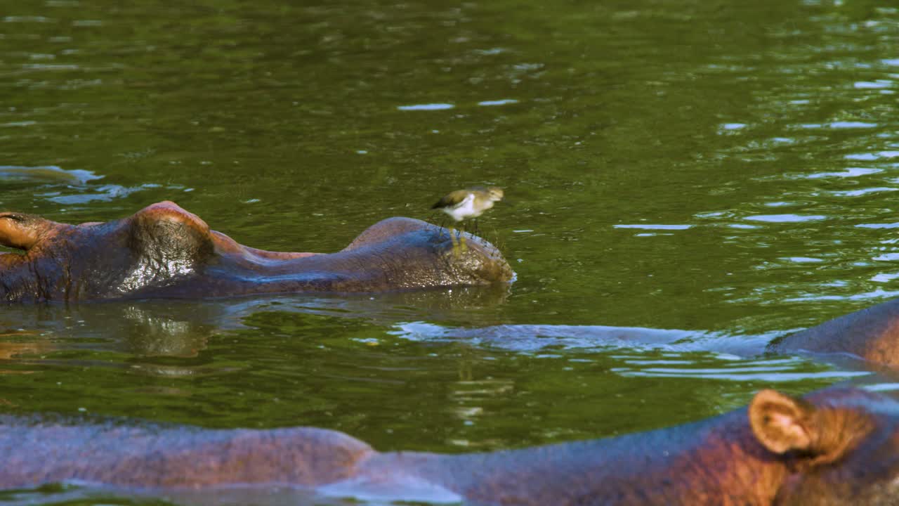 щекотун обыкновенный прыгает через бегемотов, плавающих прямо над водой в национальном парке серенгети