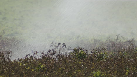 fields being watered with an automatic watering machine, midday