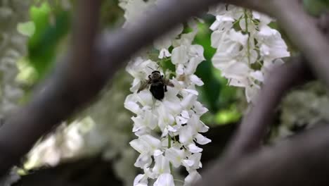 Rear-view-of-bee-framed-by-branches,-telephoto-closeup-as-it-flutters-wings-in-slow-motion