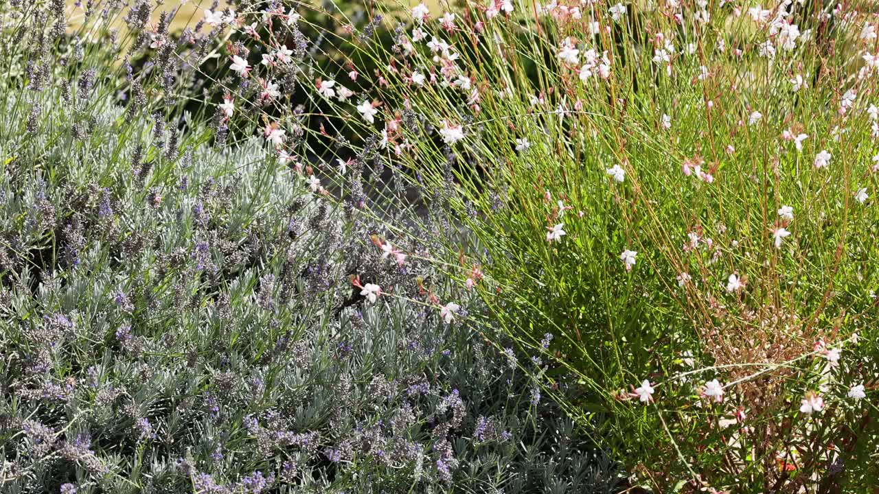 가우라 린드하이메리 꽃이 바람에 흔들리고